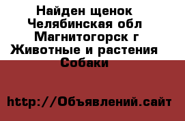 Найден щенок - Челябинская обл., Магнитогорск г. Животные и растения » Собаки   